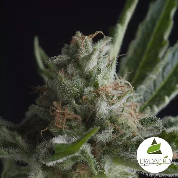 View Comprar Shark CBD Pyramid Seeds Feminizada - Grow Barato