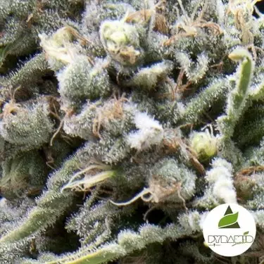White Widow CBD Marijuana Plant
