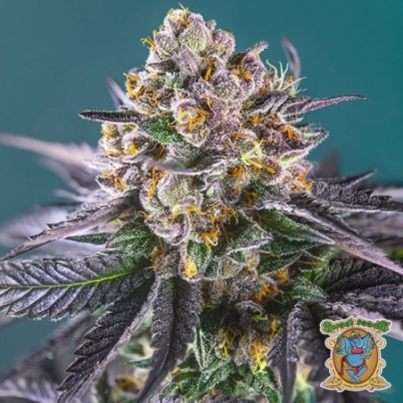 Red Strawberry Banana Auto Sweet Seeds - Grow Barato