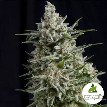 Comprar Anesthesia CBD de Pyramid Seeds - Grow Barato