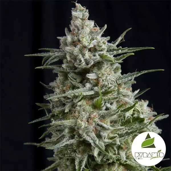 View Comprar Anesthesia CBD de Pyramid Seeds - Grow Barato