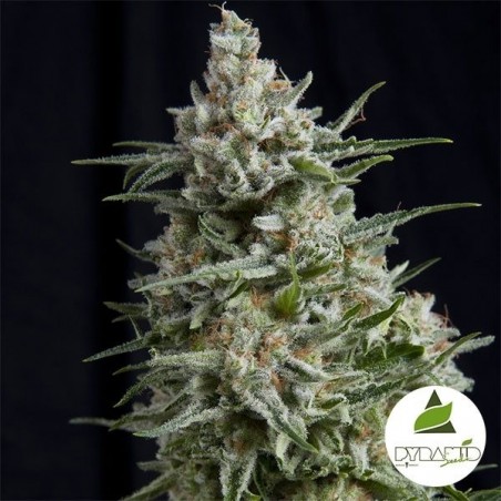 Comprar Anesthesia CBD de Pyramid Seeds - Grow Barato