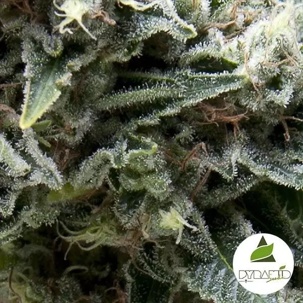 Comprar Auto New York City CBD Pyramid Seeds - Grow Barato