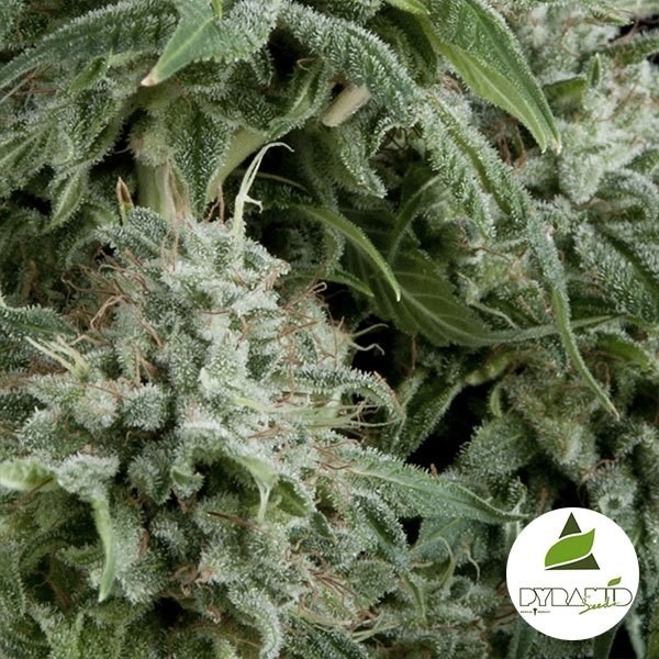 View Auto Northern Lights CBD