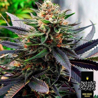 Lavender Cannabis Plant