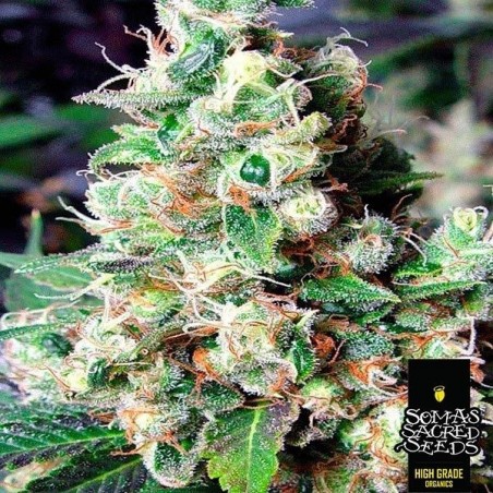 NYC Diesel variedad feminizada de Soma Seeds - Grow Barato