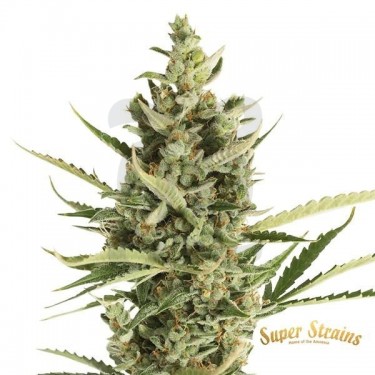 7th Wave Plante de cannabis