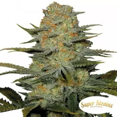Amajikoym de Super Strains 100% feminizada - Grow Barato