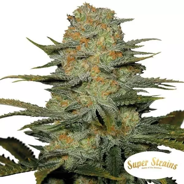 Super Strains Amajikoym 100% feminizado - GB The Green Brand