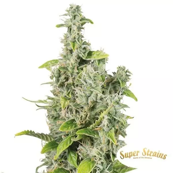 Next of Kin Super Strains 100% feminizada - Grow Barato