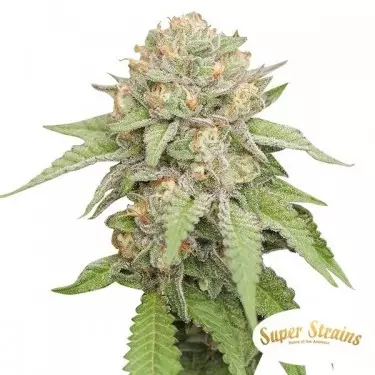 Enemy of the State Super Strains feminizada - Grow Barato
