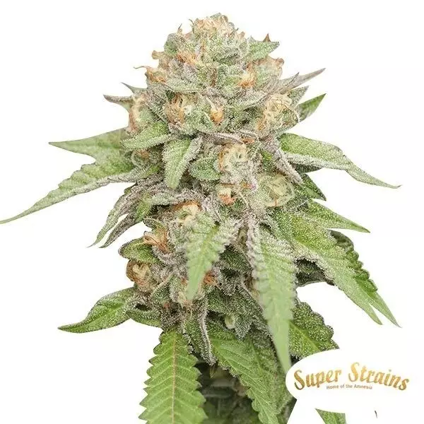 Enemy of the State Super Strains feminized - GB The Green Brand