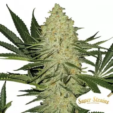 A barata 100% feminizada Super Strains - GB The Green Brand