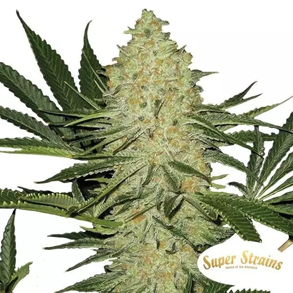 La Cucaracha de Super Strains 100% feminizada - Grow Barato
