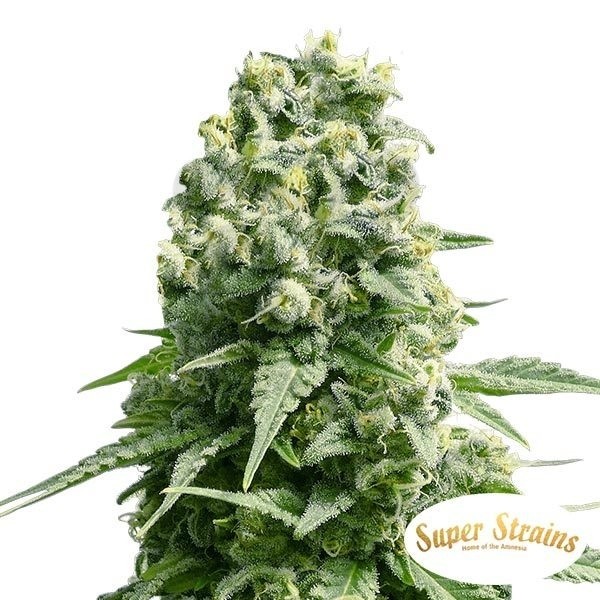 Plante de cannabis Amnesia