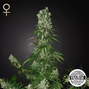 White Strawberry Skunk por Strain Hunters Seed - GB The Green Brand