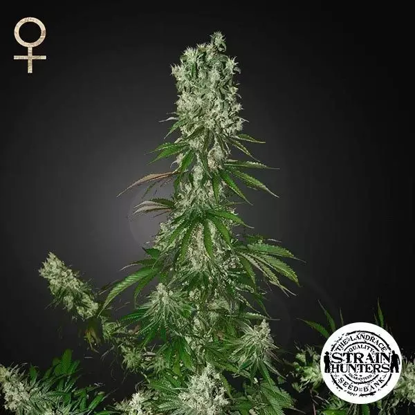White Strawberry Skunk por Strain Hunters Seed - GB The Green Brand