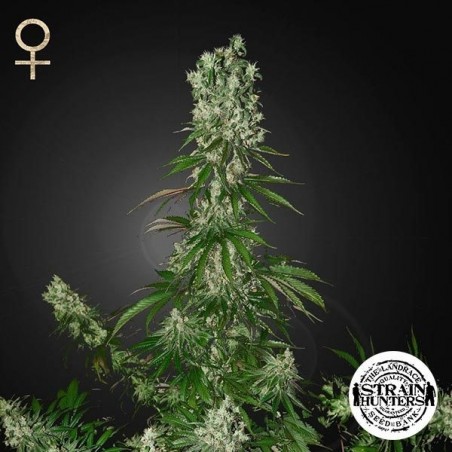White Strawberry Skunk de Strain Hunters Seed - Grow Barato
