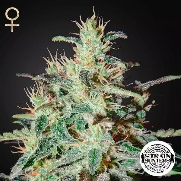 View White Lemon de Strain Hunters Seed Bank - GB The Green Brand