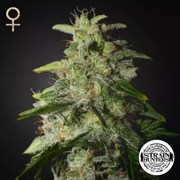 View Money Maker por Strain Hunters Seed Bank - GB The Green Brand