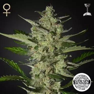 Flowerbomb Kush by Strain Hunters Seed Bank - GB The Green Brand