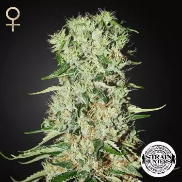 Damnesia de Strain Hunters Seed Bank - GB The Green Brand