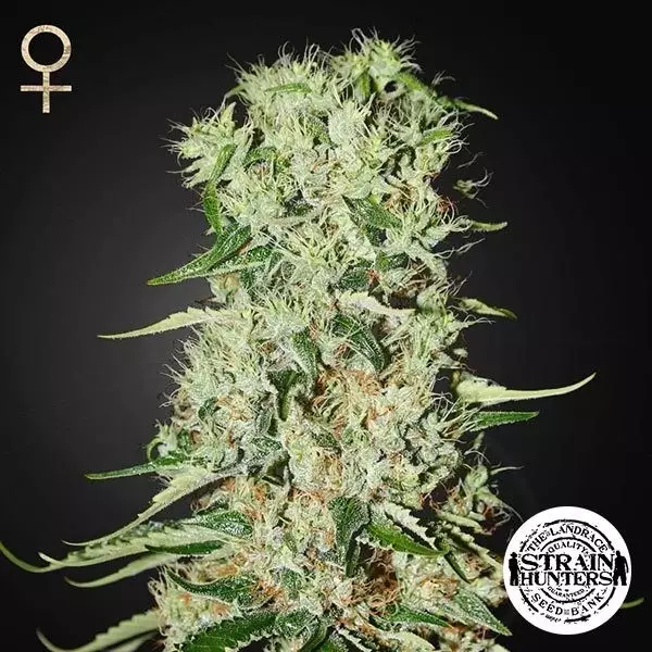 View Damnesia de Strain Hunters Seed Bank - GB The Green Brand