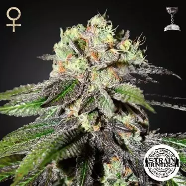 Caboose feminizada de Strain Hunters Seeds - Grow Barato