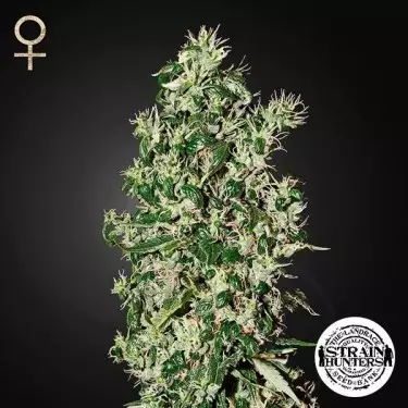 Big Tooth Fem por Strain Hunters Seed Bank - GB The Green Brand