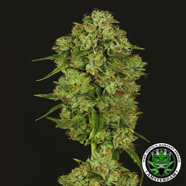 Plante de marijuana Casey Jones