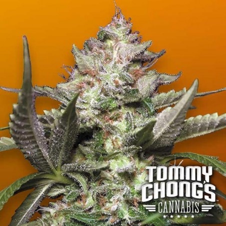 Auto Kong 4 Paradise Seeds Autofloreciente - Grow Barato