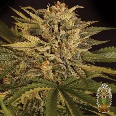Comprar Dr. Greenman Pure CBD Exotic Seed - Grow Barato