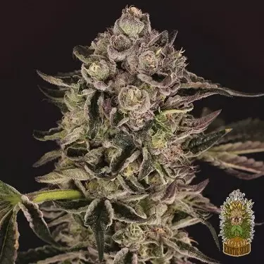 Comprar Quick Sherbet de Exotic Seed - Grow Barato