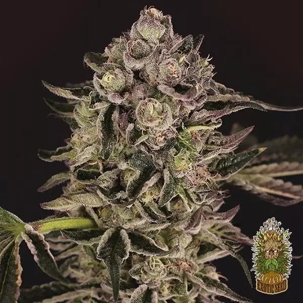 View Comprar Quick Sherbet de Exotic Seed - Grow Barato