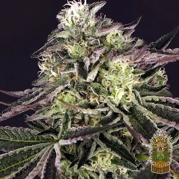 View Comprar Purple Shot de Exotic Seed - Grow Barato
