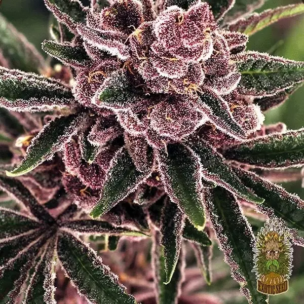 View Comprar Semente Exótica de Combustível Tropical - GB A Marca Verde