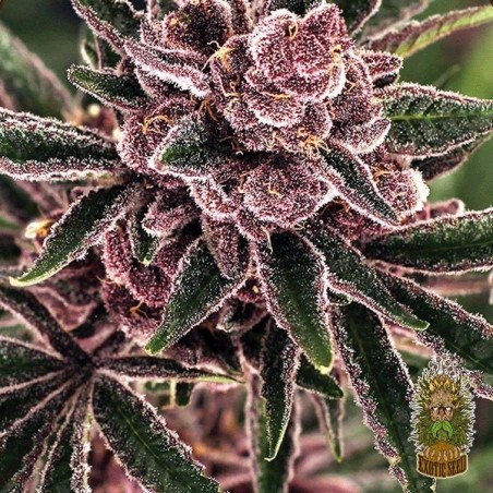 Comprar Tropical Fuel Exotic Seed - GB The Green Brand