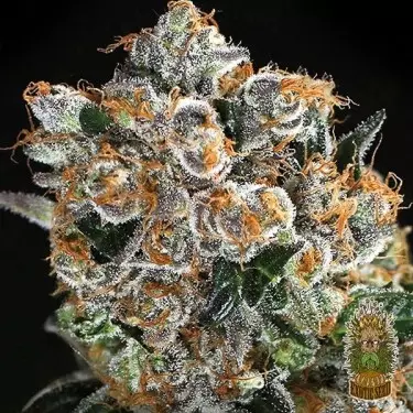 Comprar Malasaña Cookies Exotic Seed - Grow Barato