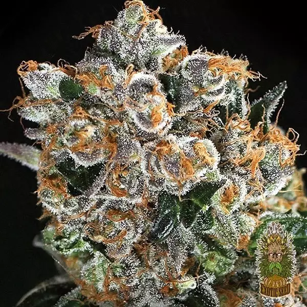 View Comprar Malasaña Cookies Exotic Seed - Grow Barato