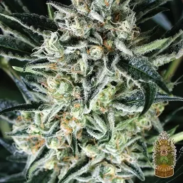 Jelly Bananen Marijuana Plant