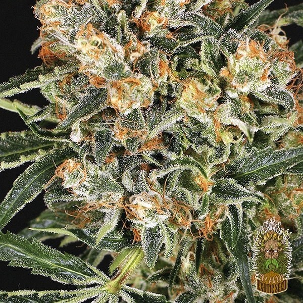 Hippie Therapy CBD Marijuana Plant