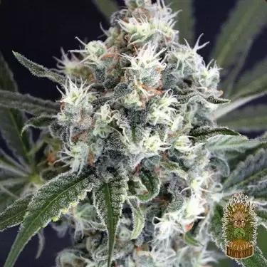 Medxotic Pure CBD de Exotic Seed - GB The Green Brand