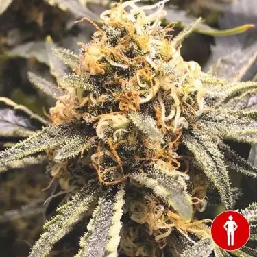 Comprar Medical Seeds CBD Recuperação - GB The Green Brand