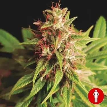 Red Cross CBD Marijuana Plant