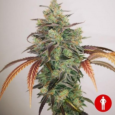 Y Griega CBD 2.0 Marijuana Plant
