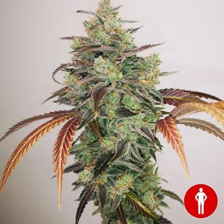 Comprar Y Griega CBD 2.0 Medical Seeds - GB