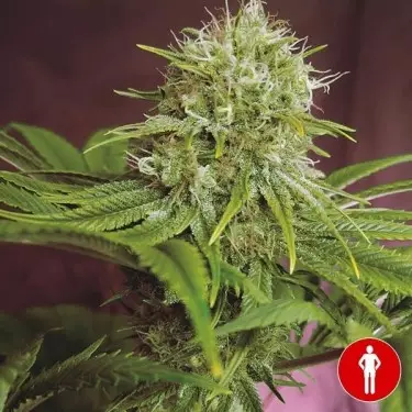 Elixir Vitae CBD Marijuana Plant