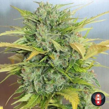 Auto AK-47 serious seeds