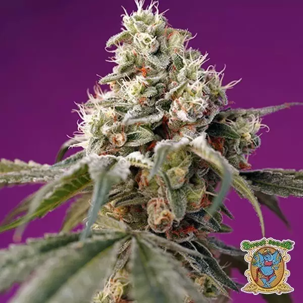 View Bruce Banner Auto Sweet Seeds autofloreciente - Grow Barato