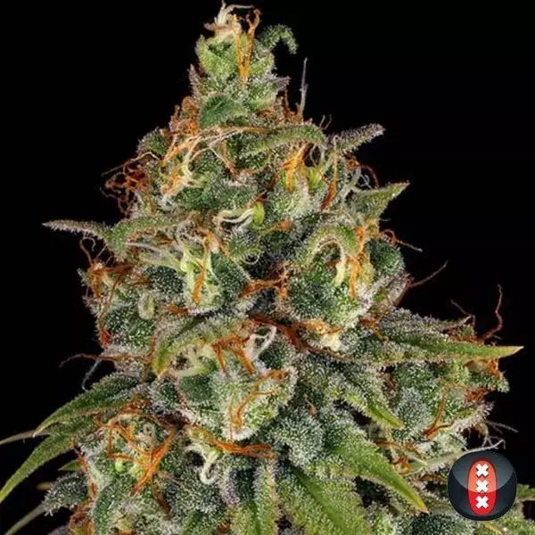 View Strawberry AKeil Marijuana Plant